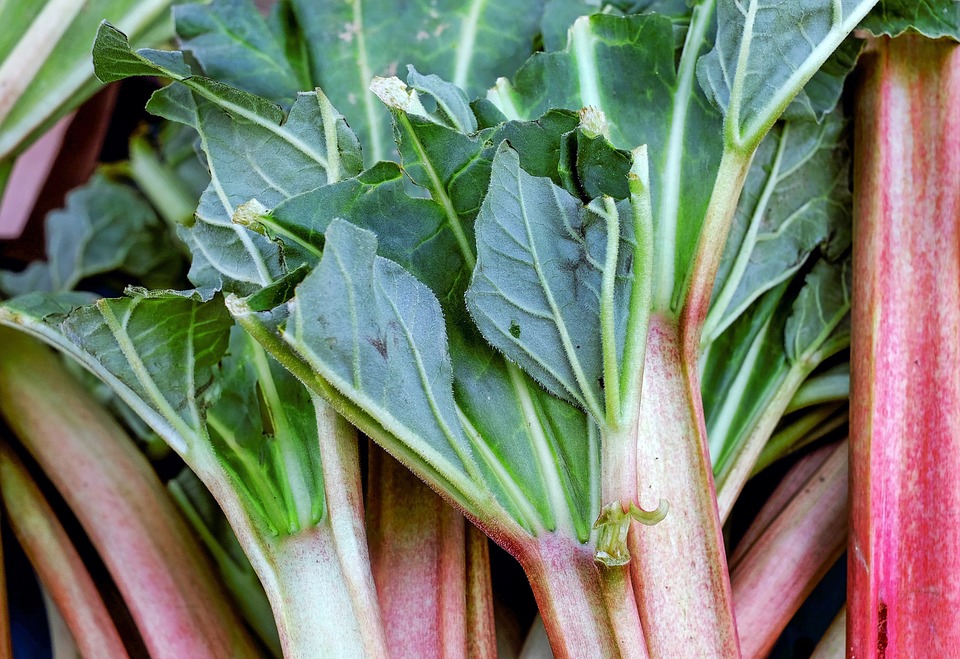 rhubarb-1293494_960_720