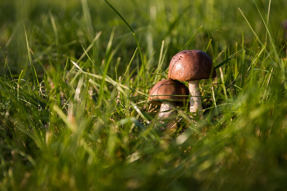 mushrooms-454172_960_720